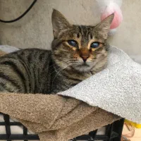 گربه کم بینا