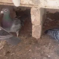 ماده سبز و ماده نقره ای