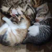 واگذاری بچه گربه