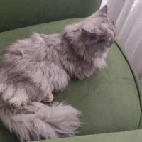 گربه پرشین