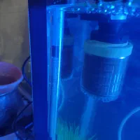 آکواریوم|ماهی|سنقر, |دیوار