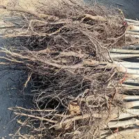 نهال گردو ژنوتیپ