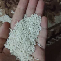 برنج هاشمی درشت دانه