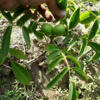 نهال گردو ژنوتیپ برتر|خدمات باغبانی و درختکاری|رشت, آب آسیاب|دیوار