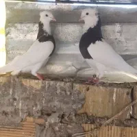 پرنده. طوقی|پرنده|خرمشهر, |دیوار