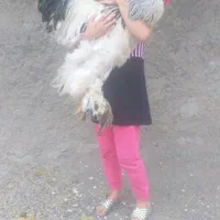 مرغ و خروس و تخم مرغ برهما