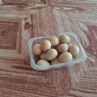 فروش  تخم نطفه دار مرغ شاخدار