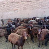 بره نر پروار|حیوانات مزرعه|باشتین, |دیوار