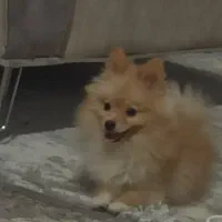 سگ پامر|سگ|ری, امین آباد|دیوار