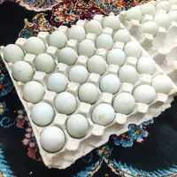 فروش تخم مرغ اراکانا