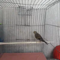 جوجه سره قناری چهار ماه معاوضه باطوطی گلدین قناری|پرنده|تهران, توحید|دیوار