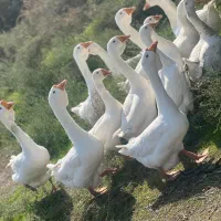 فروش غاز در بیله سوار|حیوانات مزرعه|اردبیل, |دیوار