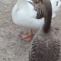 غاز