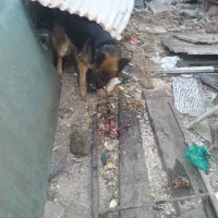 سگ ژرمن ماده