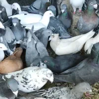 دسه پلاکی همه رنگ گلی و بزک و سبز و کوهی و سیاه|پرنده|شیراز, شهرک مدرس|دیوار