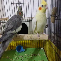 طوطی عروس هلندی|پرنده|بوئین زهرا, |دیوار