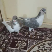 دوعدد کبوتر ماده شهری