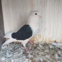 کبوتر دوکت|پرنده|دره شهر, |دیوار