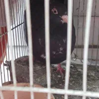 کلاغ رسمی ماده