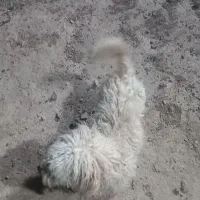 فروش سگ پاکوتا