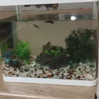 آکواریوم شیشه خم شرکتی|ماهی|ابهر, |دیوار