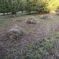 گیاه و علوفه باغی تازه روستای اگریقاش