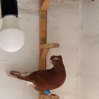 حیون نر. جوان