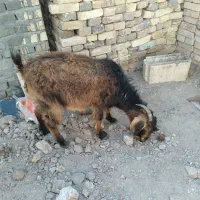 فروش یک عددبز