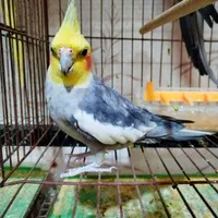 فروش انواع عروس هلندی عمده و تکی|پرنده|یزد, |دیوار