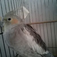 عروس هلندی 1000000