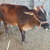 گاو و گوساله نر