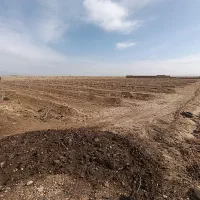 کود حیوانی گاوی