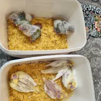 جوجه گرینچیک جوجه عروس هلندی کوتوله‌ برزیلی ملنگو