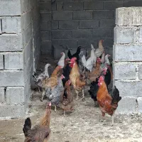 مرغ و خروس|حیوانات مزرعه|بهبهان, |دیوار