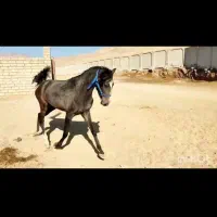 اسب|اسب و تجهیزات اسب‌سواری|صحنه, |دیوار