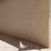 کبوتر|پرنده|هندمینی, |دیوار