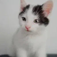 واگذاری گربه|گربه|مشهد, هنرور|دیوار