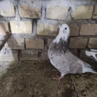 کبوتر هما.شازده،سبز