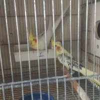 عروس هلندی و مرغ عشق انگلیسی|پرنده|هشتگرد, هشتگرد قدیم|دیوار