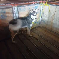 یک هاسکی نر حرف گوش کن|سگ|جیرفت, |دیوار