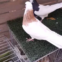 کبوتر طوقی|پرنده|خمینی‌شهر, |دیوار