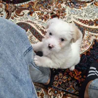 شیتزو کراس ۴ ماه