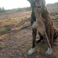 سگ نر دیونه|سگ|بالا ولایت, |دیوار