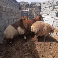 بره ناب برای قربانی قیمت مناسب