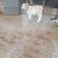 گاو محلی|حیوانات مزرعه|لیلان, |دیوار