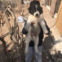 توله قدریجون اصیل|سگ|بندرعباس, |دیوار