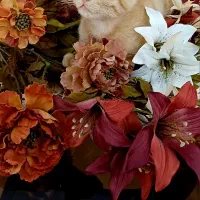 واگذاری گربه|گربه|کرج, جهان‌شهر|دیوار