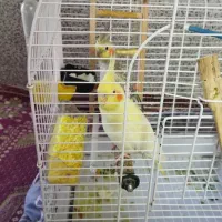 یه جفت عروس هلندی|پرنده|نسیمشهر, |دیوار