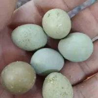 تخم بلدرچین