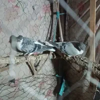 کفتر سده